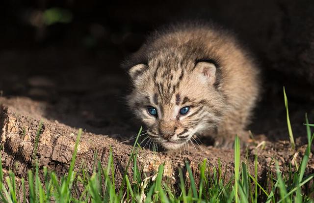 森林里有什么动物，生活在森林里的动物有哪些（就算是狼见了，都要叫“大哥”）