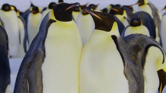 企鹅宝宝在爸爸的哪里取暖，企鹅宝宝在爸爸的哪里去了（帝企鹅爸爸为保全孩子）