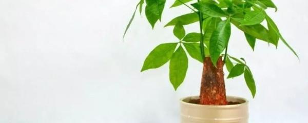 发财树养植的方法，发财树养植的方法和技巧（发财树的养护方法）