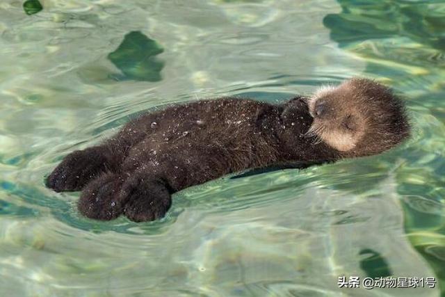 海獭和水獭的区别是什么，海獭和水獭的区别是什么意思（看看这些海獭\u0026水獭宝宝的照片）