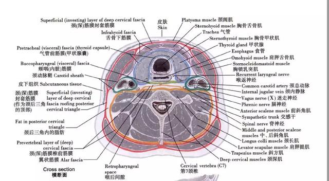 肝的h形沟简化图片图片