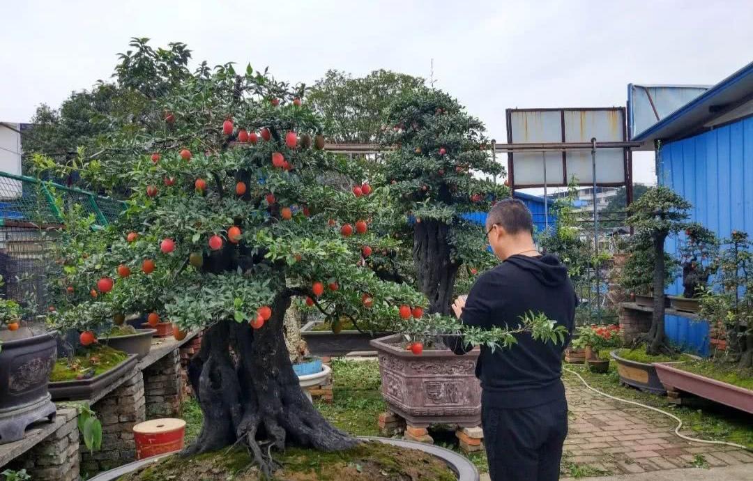 含羞草的外形特点，含羞草的三个特点（这15种“大毒花”）