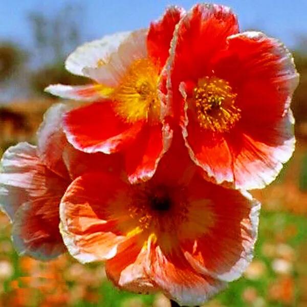 因素花（罂粟花栽培，种植罂粟花是什么行为（浪漫山野的野罂粟花）