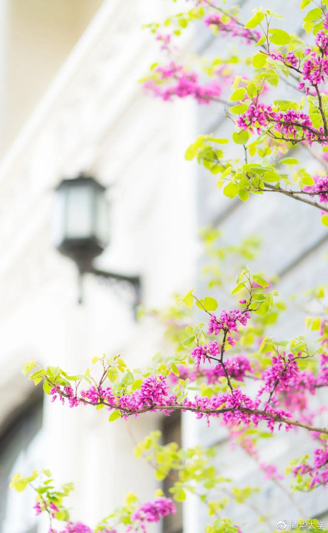 华南理工大学校花（高校校花）