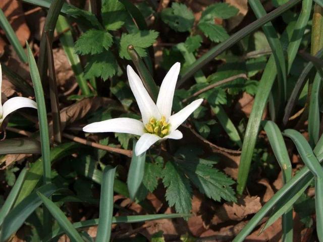 哪些人不能吃野葱，“老鸦瓣”认识的人不多