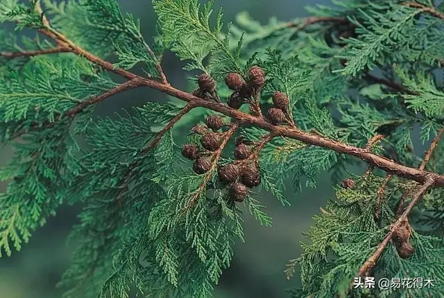 桧什么意思解释，桧字笔画笔顺（台湾珍稀濒危树种红桧）