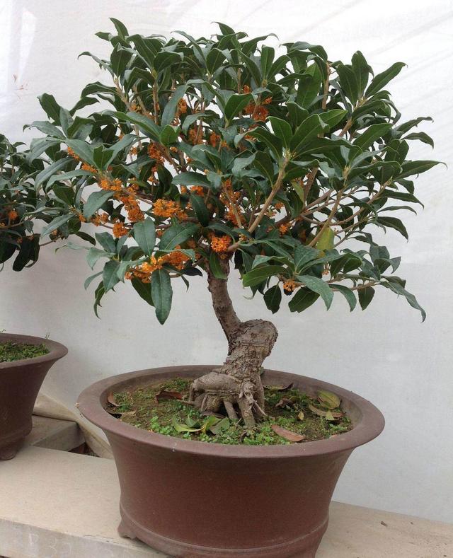 桂花不开花是什么原因造成的，桂花树不开花是什么原因（不知道原因的看这里）