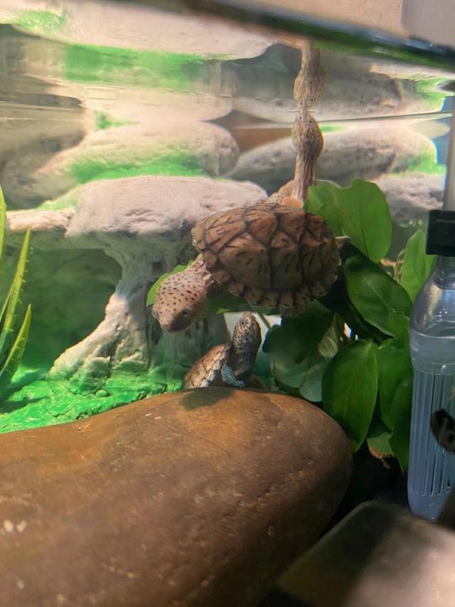 鱼缸底部铺什么好，鱼缸底部铺卵石养什么鱼（如何挑选一个合适自己的鱼缸）