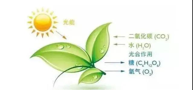 绿色植物的光合作用（光合作用有什么意义）