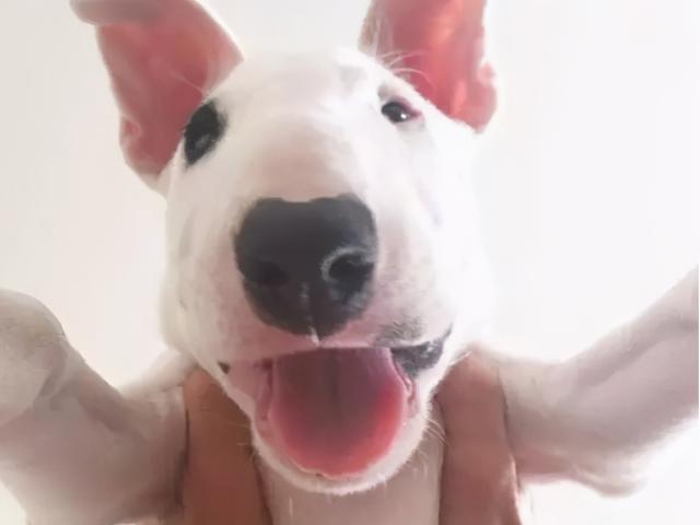 抱狗（普京抱狗），抱狗姿势禁忌：你这样抱狗（普京外交抱狗图片）