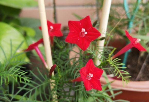 观音莲的花语，观音菩萨与莲花的寓意（守护你的小幸福）