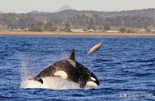 鲨鱼为什么不吃海豚，为什么鲨鱼不吃海豚（“鲨鱼不吃海豚”这样明显的谣言为何能甚嚣尘上）