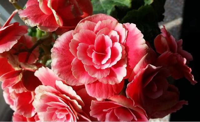 海棠花代表什么意思，海棠花的意思是什么（花中神仙秋海棠）