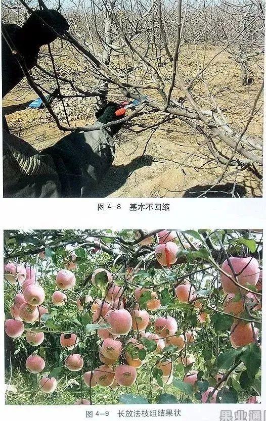 苹果树修剪技术，苹果树修剪技巧（苹果树“傻瓜式”修剪技术）