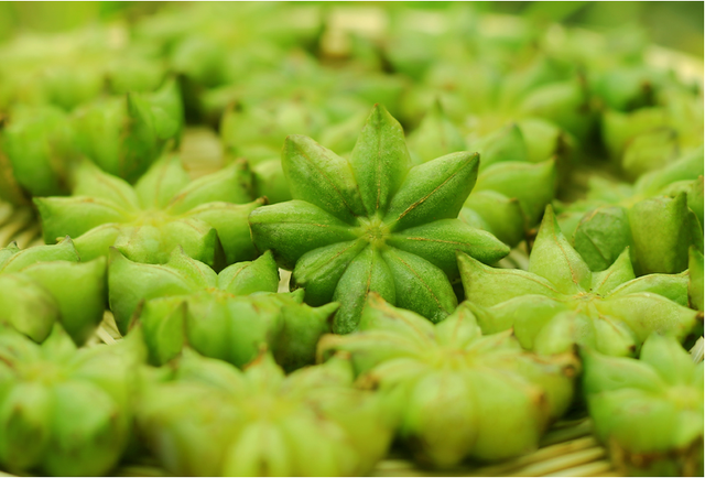 小茴香和大茴香有什么区别，小茴香与大茴香区别（真假茴香<八角>）