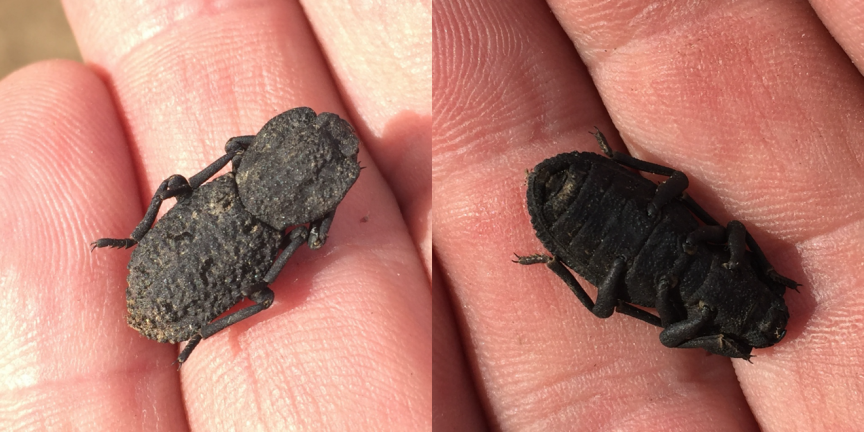 有毒的瓢虫图片,这种小虫凭借"头铁"登上《自然》 - 玉三网