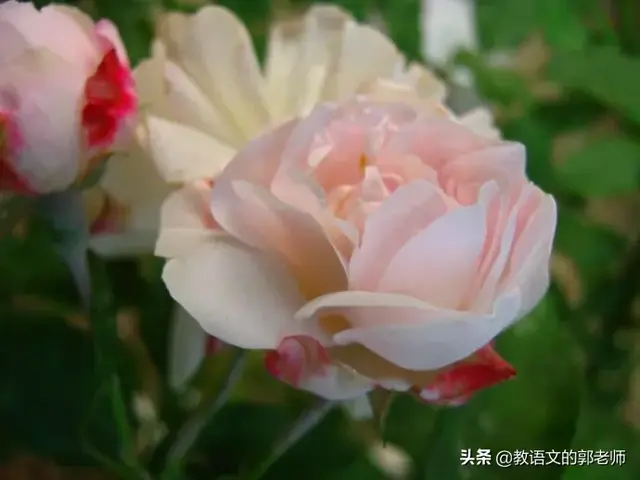 劳动手抄报内容文字，劳动节手抄报内容文字（“五一”劳动节手抄报和黑板报+素材大全）