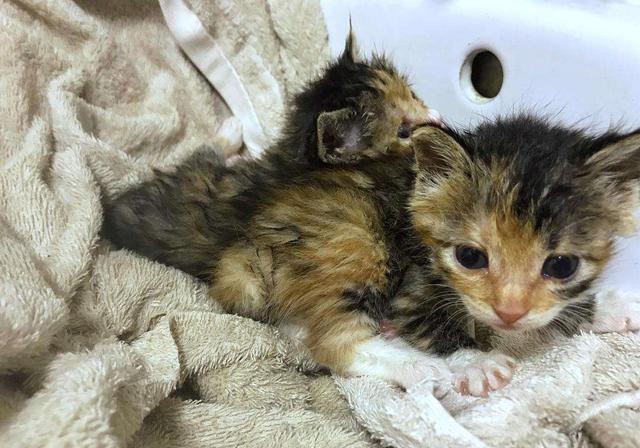 刚出生的小猫怎么养，刚出生的小猫怎么喂养（需从奶猫的日常需求出发）