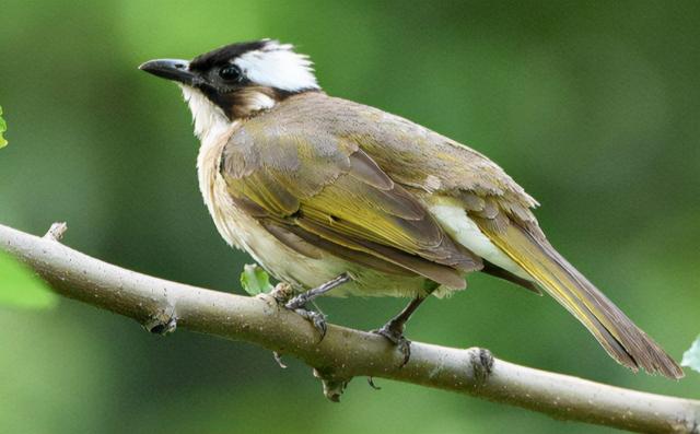 啭什么意思解释，啭字笔画笔顺（鹎怎么读？鹎的读音和意思）