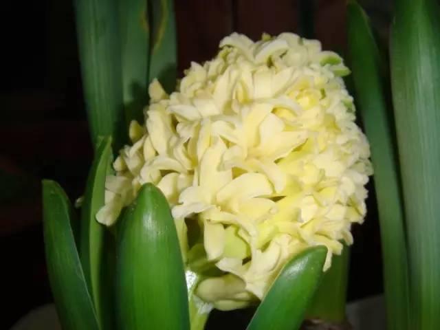 各种花的花语，各种花的花语爱情（史上最全花语大全）