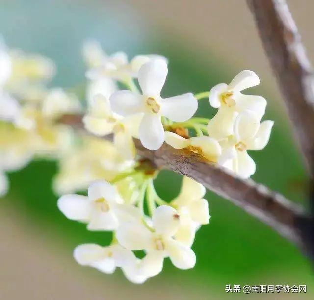 醉西施海棠花什么时候开,醉西施海棠几年开花(为何大地宠柳娇花)