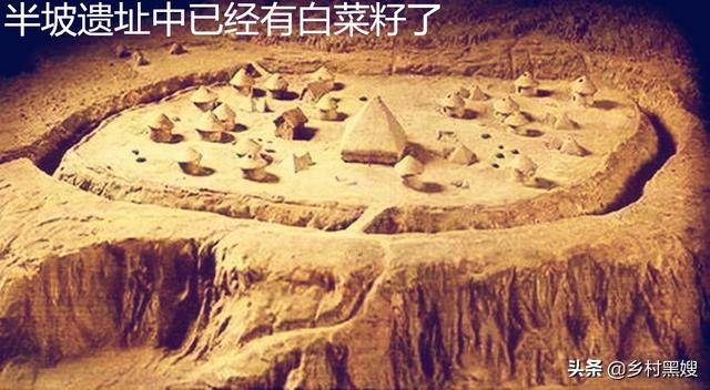 关于白菜介绍，关于白菜的介绍（一口气搞懂白菜的前世今生）