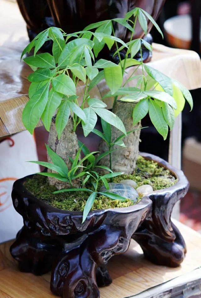 发财树叶子下垂，发财树叶子变黄下垂是怎么回事（做好后叶肥苗壮长得好）