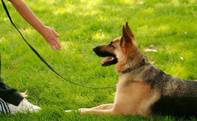 适合独居女生养的护卫犬，女生独居养什么狗防身（这些安全感满满的狗）