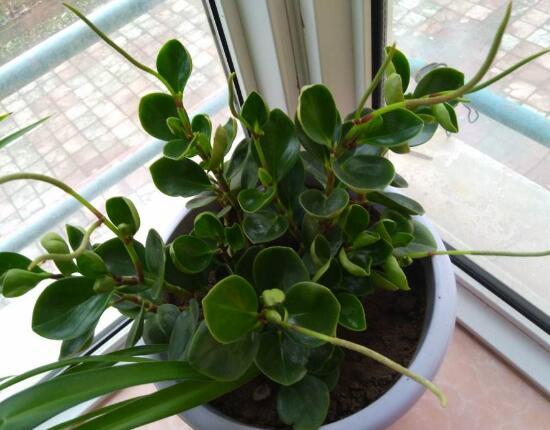 小家碧玉花，碧玉什么季节开花<春季盛开>（小家碧玉花）