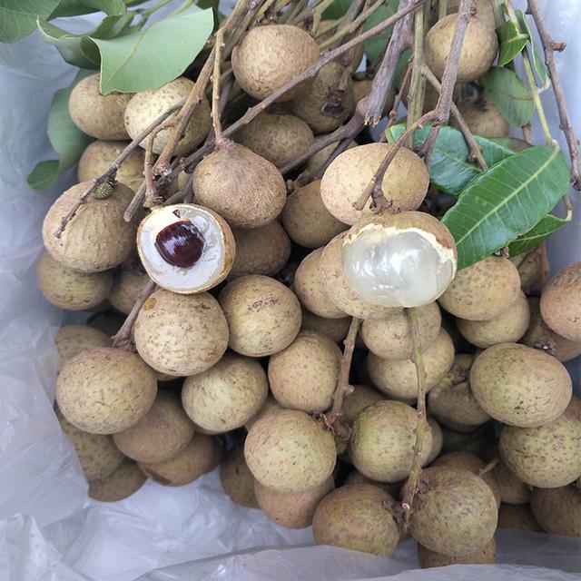 桂圆怎么存放，桂圆怎么存放时间久一点（教你2种好方法）