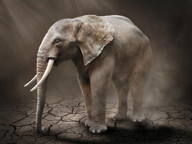 杨棋珺非洲森林象，非洲森林象和亚洲象（称霸非洲草原无敌手）