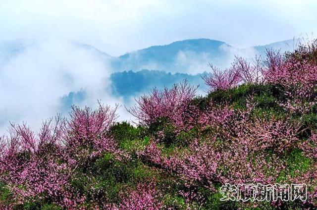 贵州有什么茶，千姿百态共一“绿”——一文帮你认识贵州茶的“体系”