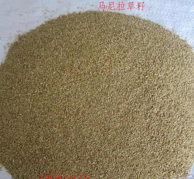 如何种植马尼拉草坪，如何种马尼拉草皮（中国西南地区常用暖季型草坪草--马尼拉草）