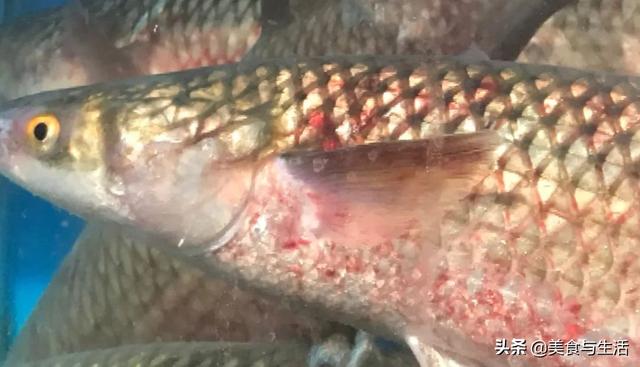 梭鱼是海鱼还是淡水鱼，就吃家常烧开凌梭鱼