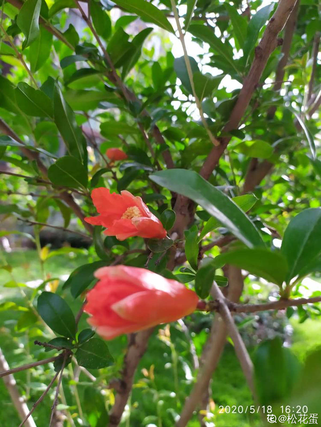 石榴树怎么养，石榴树苗什么时候种植最好（就能边赏花边吃果）