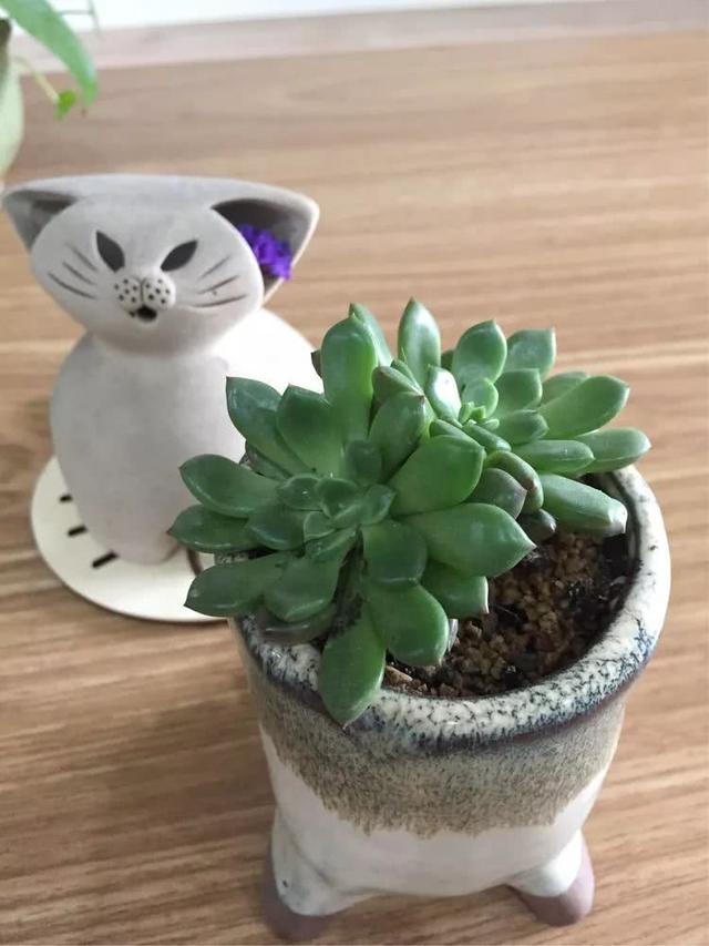 丸叶松绿怎么养，丸叶松绿的叶子可用来繁殖吗（养多肉，记名字，预防老年痴呆）