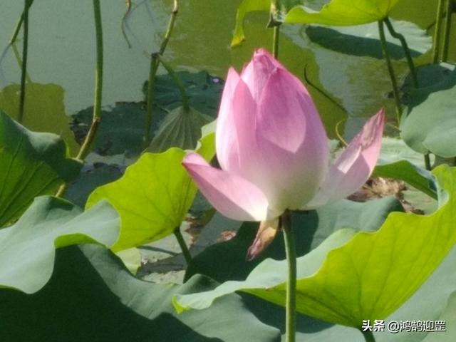 被誉为孤篇盖全唐的是哪首诗，以孤篇盖全唐是哪首诗（张若虚《春江花月夜》为何享有“孤篇压全唐”的美誉）