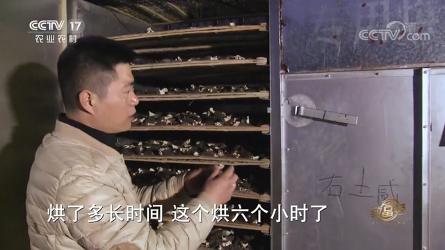 羊肚菌栽培技术，羊肚菌的种植方法和栽培技术是什么（亩产最高1000斤）