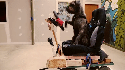 我的世界狗怎么驯服，网友教自家狗子玩《我的世界》