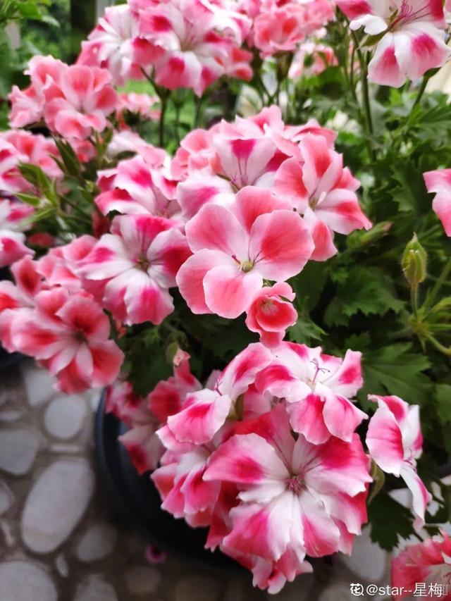 30种适合懒人养的花夏季，蹭蹭疯长、爆盆