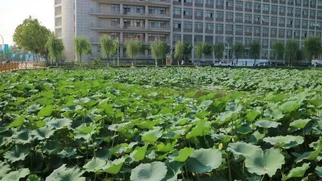 天津农学院是几本，天津农业学院是几本的（天津市普通高等院校）