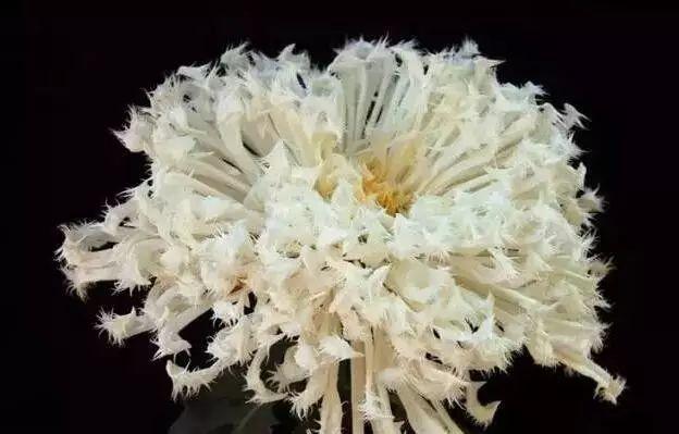 世界最美菊花80种太美了，金秋十月赏菊花——世界最美菊花80种送给您