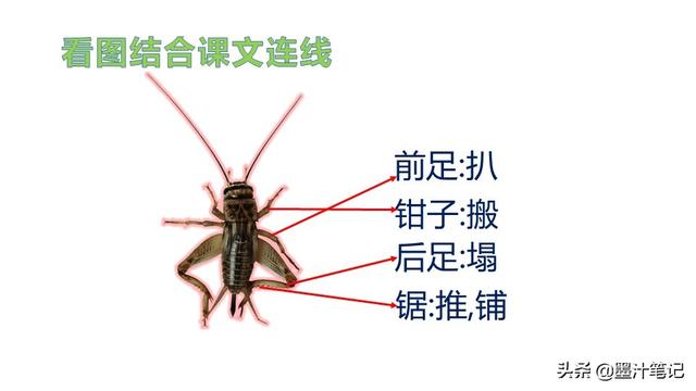 蟋蟀的住宅指的是什么，蟋蟀的住宅 是指什么（第三单元《蟋蟀的住宅》课文讲析）