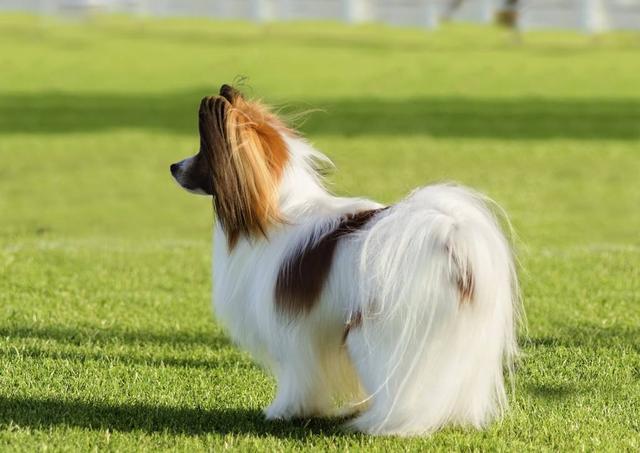 蝴蝶犬为什么禁养，蝴蝶犬的优缺点（为何外貌华丽的“蝴蝶犬”越来越失宠）