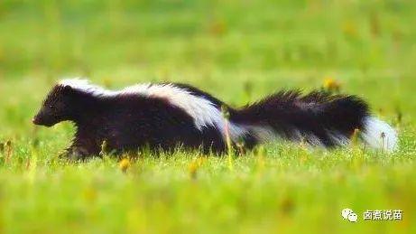 belgium是哪个国家，belgium是哪个国家（最新全球各个国家和地区的狂犬病分级）