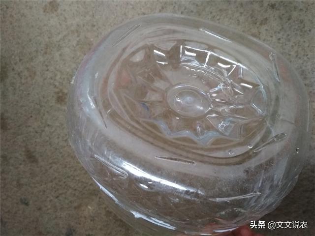 虎皮剑兰的养殖方法，虎皮剑兰的养殖方法和注意事项浇水（新手也能种好虎皮剑兰）