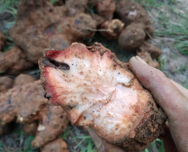 野生茯苓全株圖片 ,野生茯苓圖片(茯苓:枯死松樹根部才有)