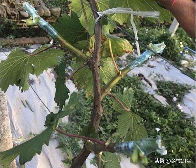 葡萄树怎么嫁接，嫁接葡萄树方法视频（葡萄嫁接种植有妙招）
