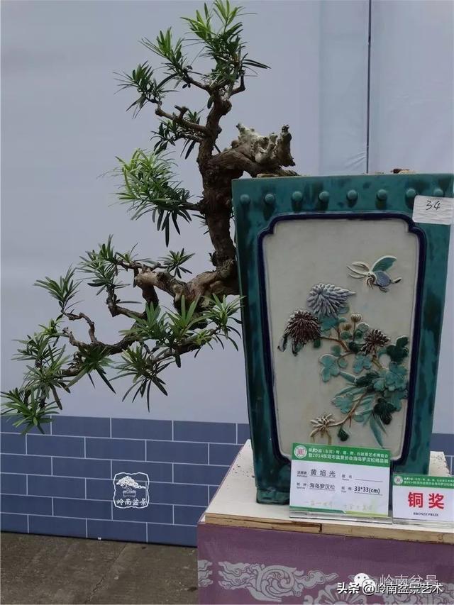 台湾罗汉松，飘逸优雅的海岛罗汉松盆景（台湾罗汉松的养殖方法和注意事项）