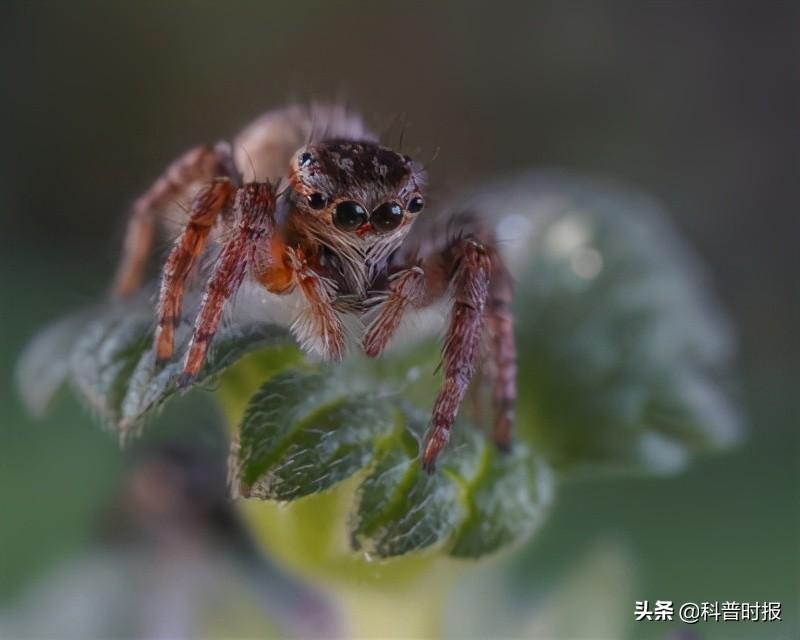 苍蝇的克星是什么（苍蝇的天敌——跳蛛）